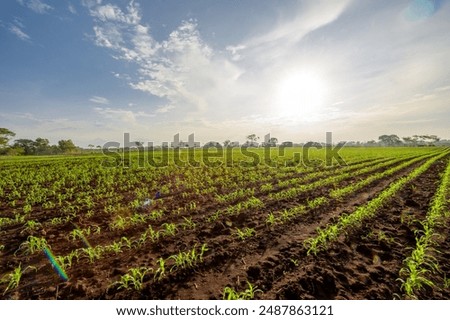 Image, Stock Photo Plowed agricultural farm field pattern with bare trees in background