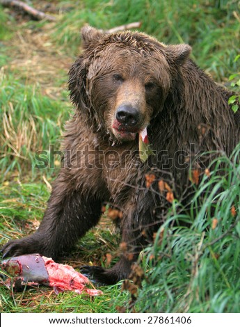 Alaska brown bear eating salmon