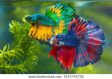 Image, Stock Photo Exotic fish in aquarium