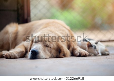 close up, cat and dog together lying on the floor