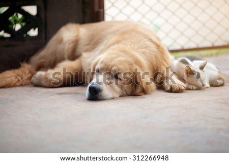 close up, cat and dog together lying on the floor