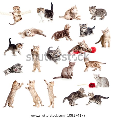 Similar – Image, Stock Photo british shorthair kitten jumping off table on gray background with copy space