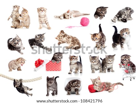 Similar – Image, Stock Photo british shorthair kitten jumping off table on gray background with copy space