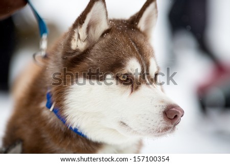 Siberian husky sled dog portrait