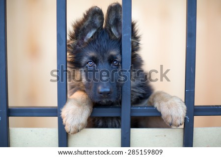 Unhappy puppy behind bars in shelter