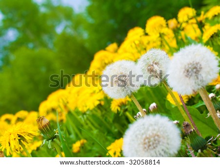 Dandelion meadow background