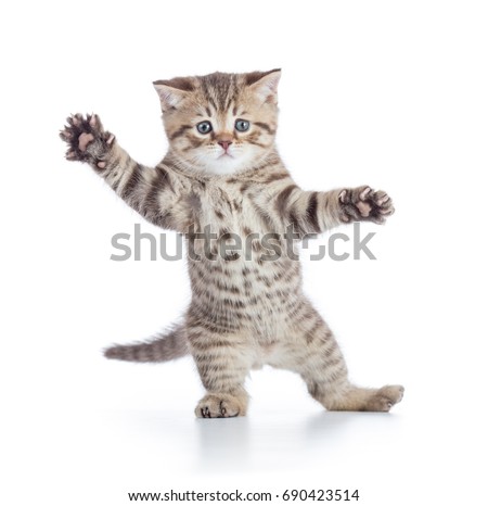 Similar – Image, Stock Photo british shorthair kitten jumping off table on gray background with copy space