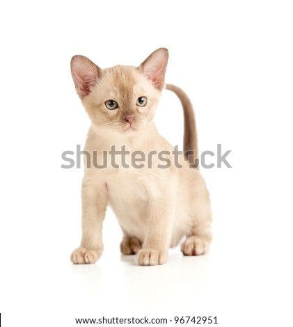 Burmese cat sitting on white