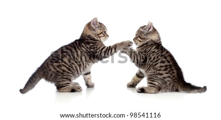 two little kittens playing together