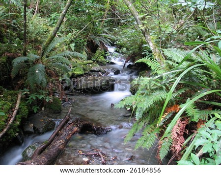 Bush stream, West Coast, New Zealand
