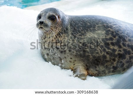 Cute seal on snow background