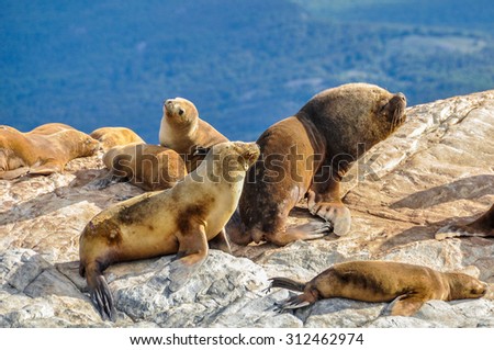 Seals and sea lions, Beagle Channel, Ushuaia, Argentina