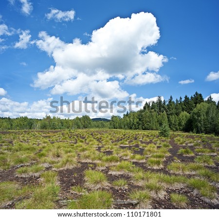 peat bog in the national park Sumava Europe