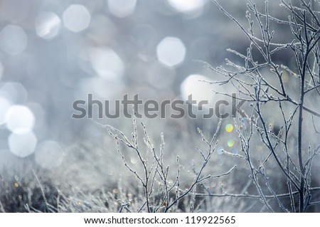ice crystals on a tree and bokeh background