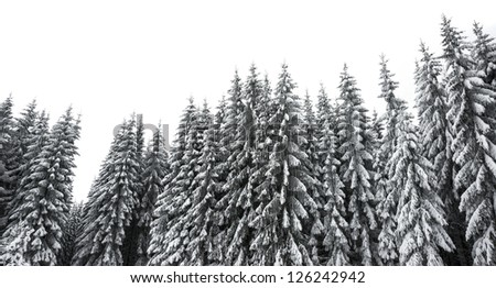 snow covered forest isolated