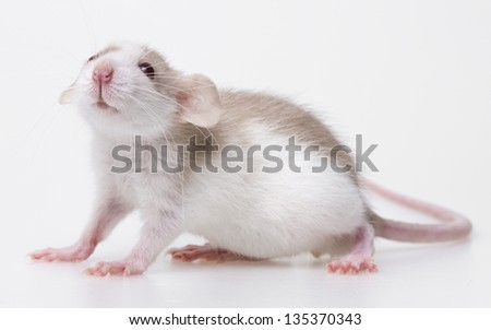 cute little mouse isolated on a white background