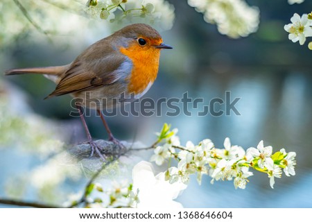 Red Robin (Erithacus rubecula) bird close up in the spring garden Zdjęcia stock © 