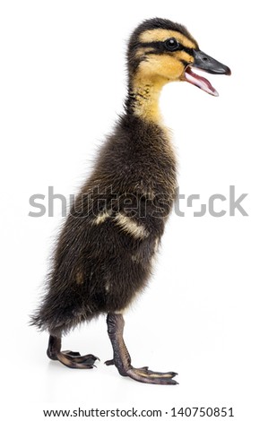duckling ( indian runner duck) isolated on white background