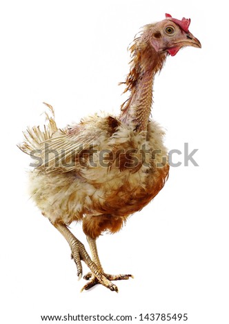 Similar – Image, Stock Photo Plucked chicken 1 Animal