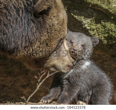 wild brown bear - mother and cub