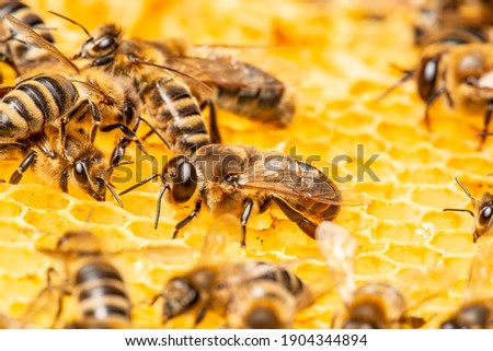 big drone bees (male honey bee) and bee workers