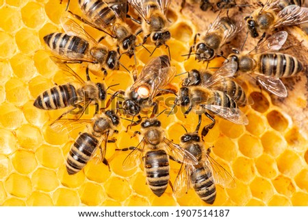 the queen (apis mellifera) marked with dot and bee workers around her - bee colony life