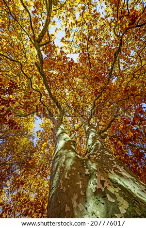 old tree - plane tree in the autumn time