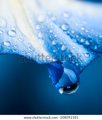 Similar – Image, Stock Photo raindrops and flower plant in wintertime