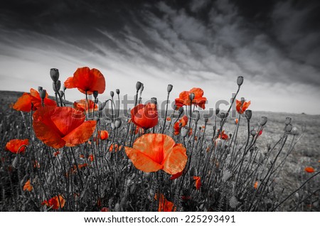 Image, Stock Photo Beautiful poppies on black and white background. Flowers Red poppies blossom on wild field. Beautiful field red poppies with selective focus. Red poppies in soft light