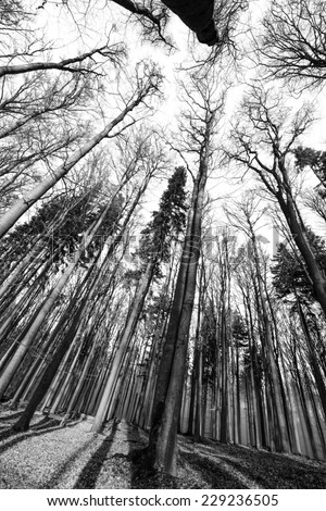 forest - black and white photography