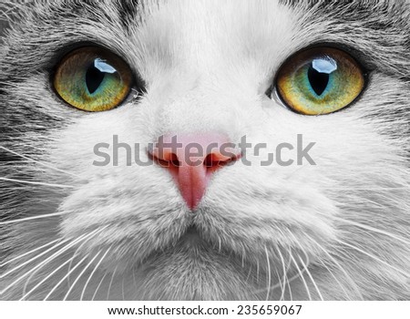 a green cat eyes close up
