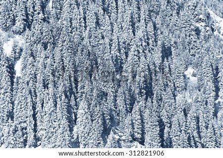 snow covered forest - textured winter background