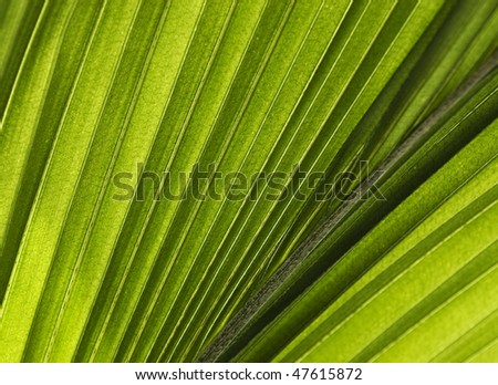 palm leave macro