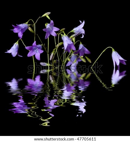 blue bells flowers and mirroring effect in water level