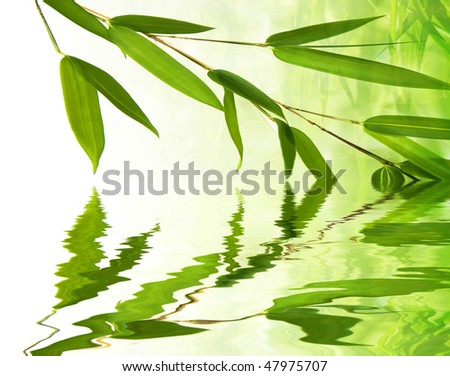 bamboo twig reflecting in water level