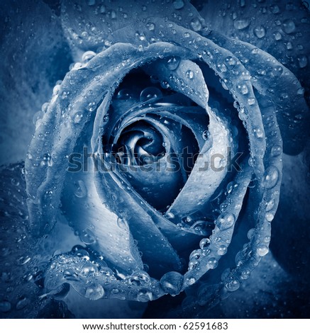 blue rose with dew drops  - detail