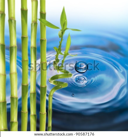 bamboo and water drop