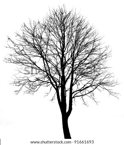 Black Tree Silhouette Isolated On White Background Stock Photo 91661693 ...