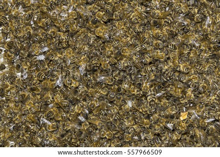 Similar – Image, Stock Photo Dead bee in spider web between lavender flowers
