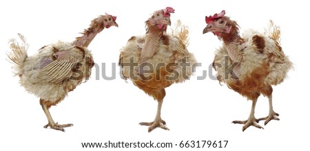 Similar – Image, Stock Photo Plucked chicken 1 Animal