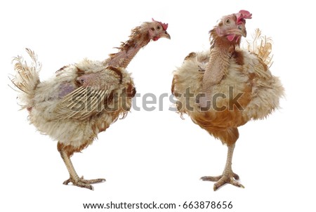 Similar – Image, Stock Photo Plucked chicken 1 Animal