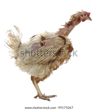 Image, Stock Photo Plucked chicken 1 Animal