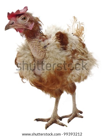 Similar – Image, Stock Photo Plucked chicken 1 Animal