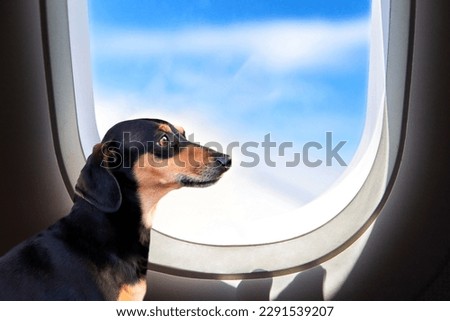 Image, Stock Photo Dachshund in window Puppy