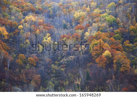 pine tree in autumn, Jilin Province, China