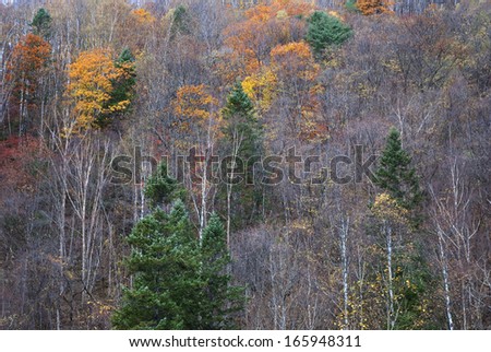 pine tree in autumn, Jilin Province, China