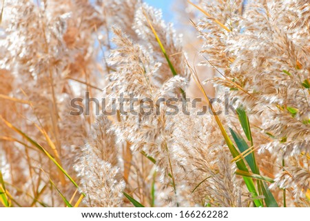 reed in autumn, northwest of china