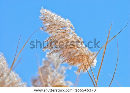 reed in autumn, northwest of China