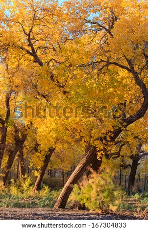 populous forest in autumn, Inner-Mongolia, China