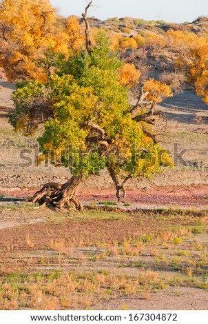 populous forest in autumn, Inner-Mongolia, China